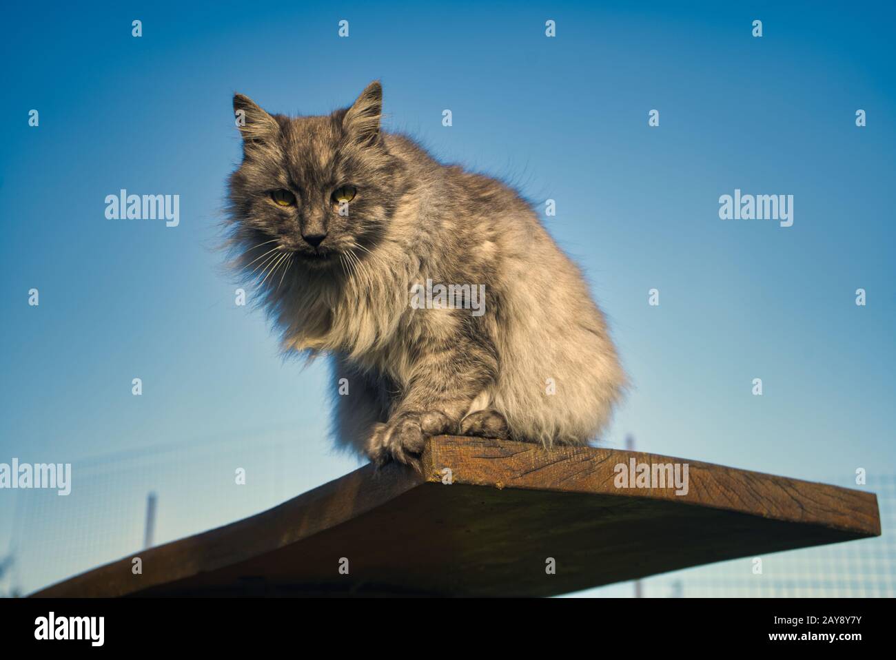 Un gatto angora turco grigio con occhi verdi Foto stock - Alamy