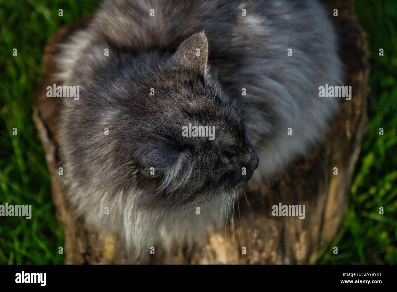 Un gatto angora turco grigio con occhi verdi Foto Stock