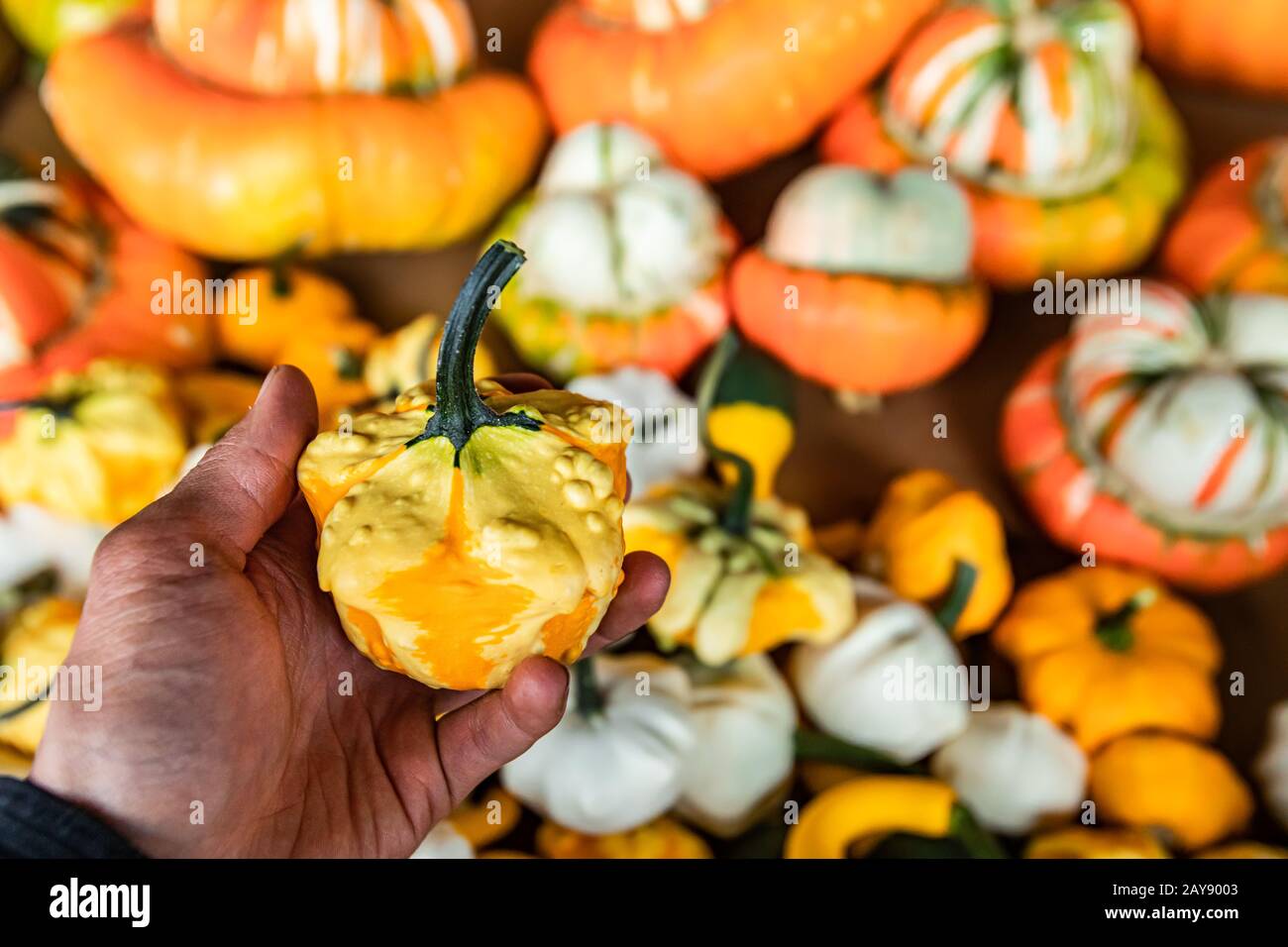 Primo piano della mano dell'uomo che tiene in su una piccola zucca decorativa da una cassa con molti altri. Forma strana, stocky, colori giallo e arancione. Foto Stock