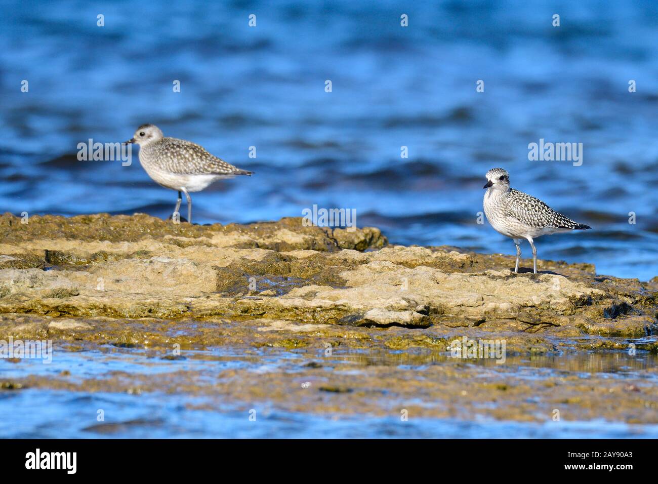 Lapping Plover (Pluvialis squatarola) Foto Stock