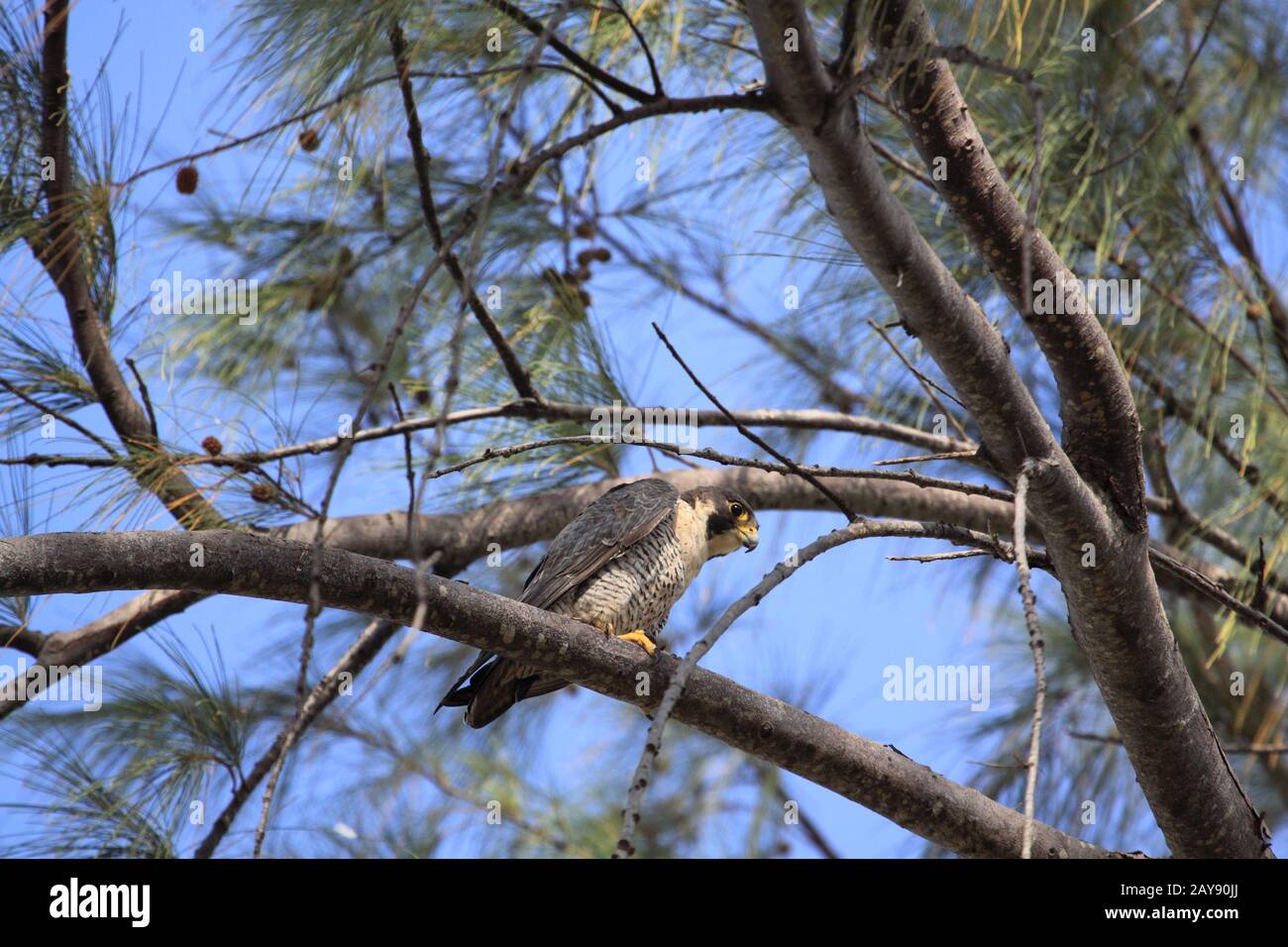 Barbados Uccelli, Raptors Peregrin falcon, Falcoperegrinus, uccelli di pregare Foto Stock