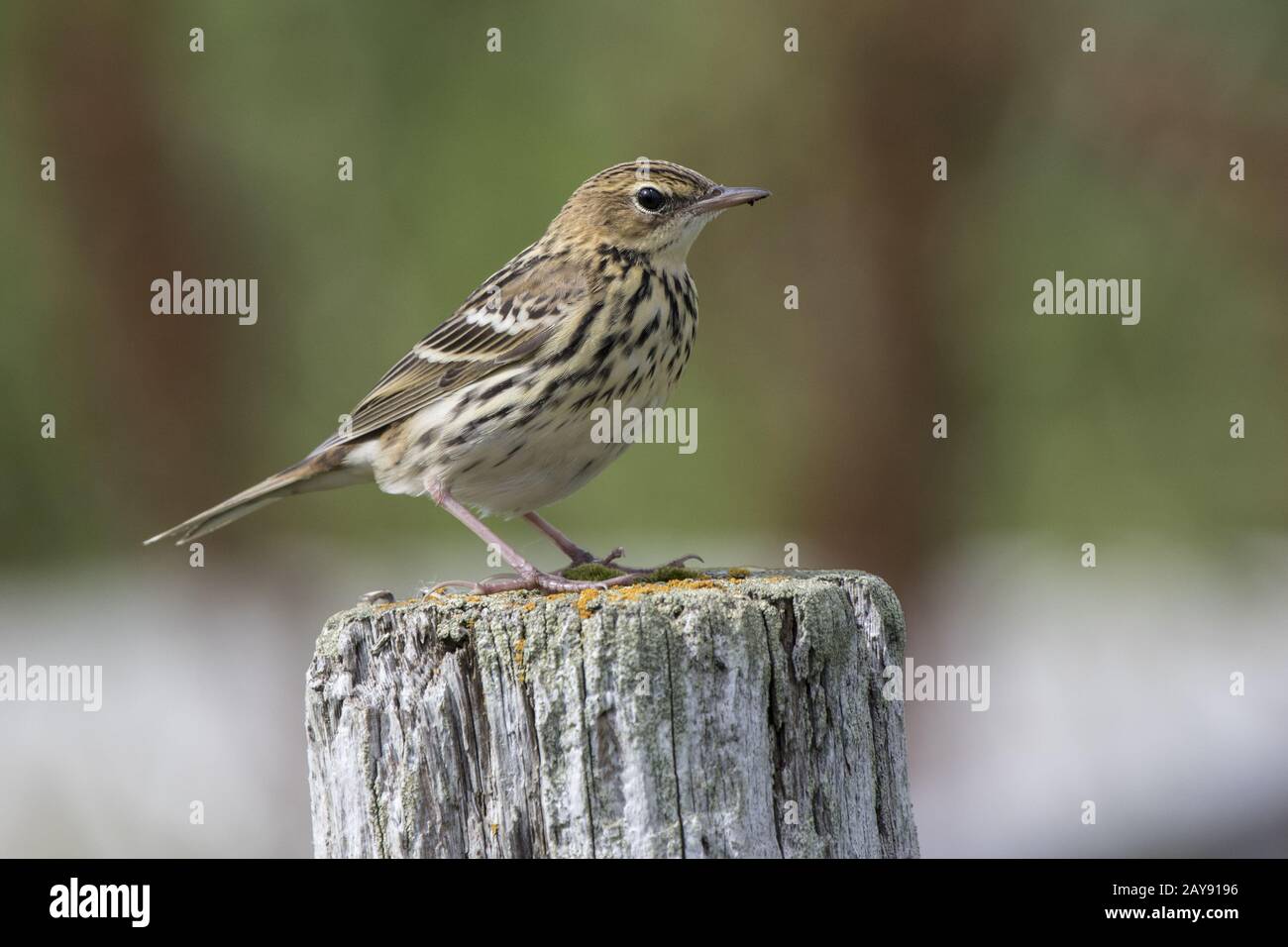 Petchora PIPIT seduto su un palo di legno in un giorno di estate nella tundra Foto Stock