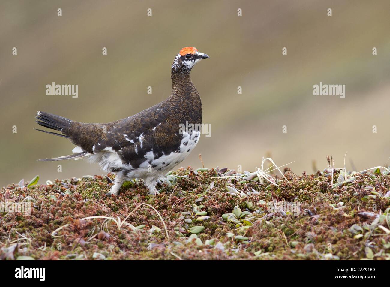 Maschio di pernice bianca a piedi lungo la collina in estate la tundra Foto Stock