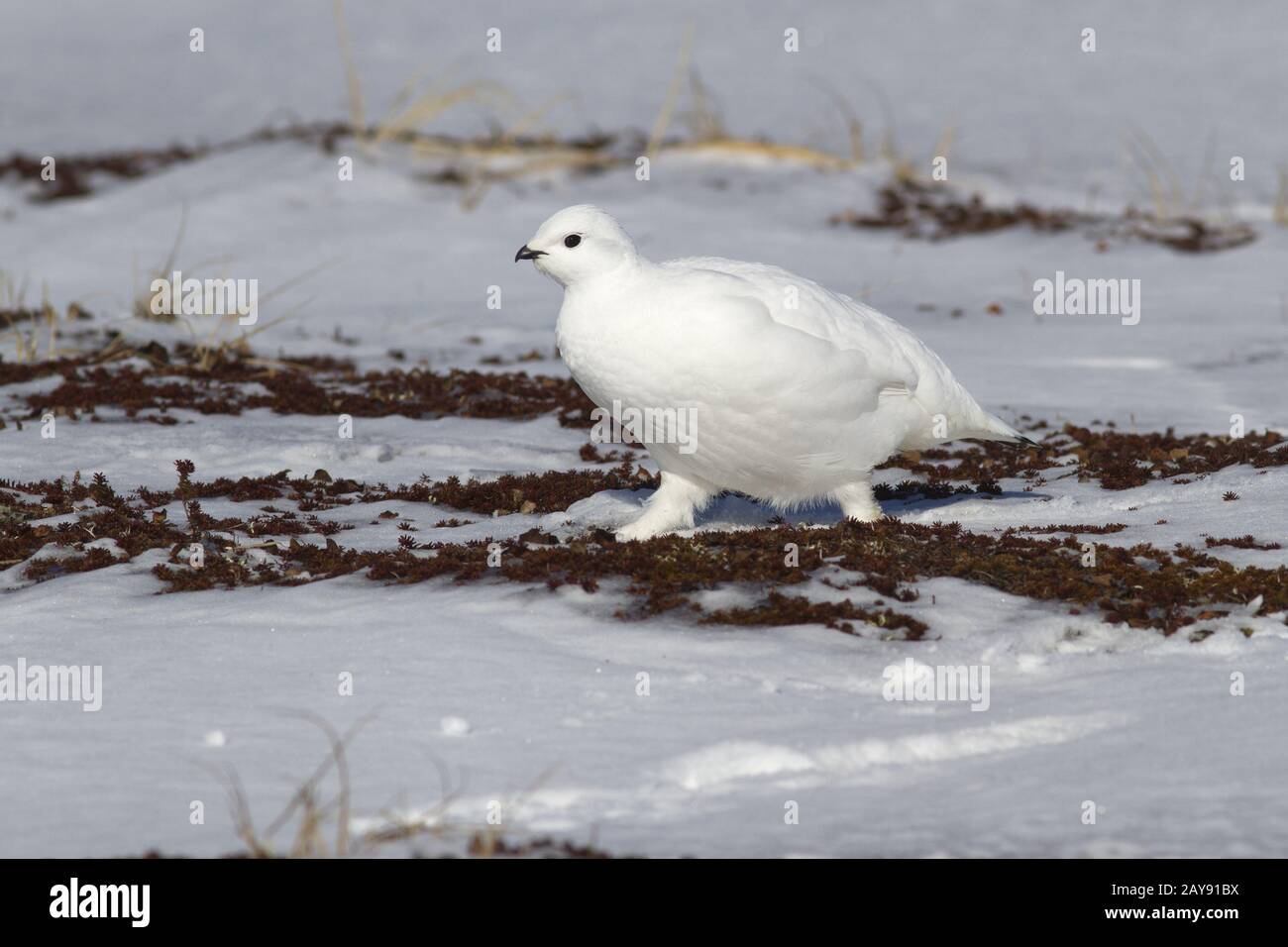 Pernice bianca femmina a piedi lungo la poca neve-coperta tundra a molla Foto Stock