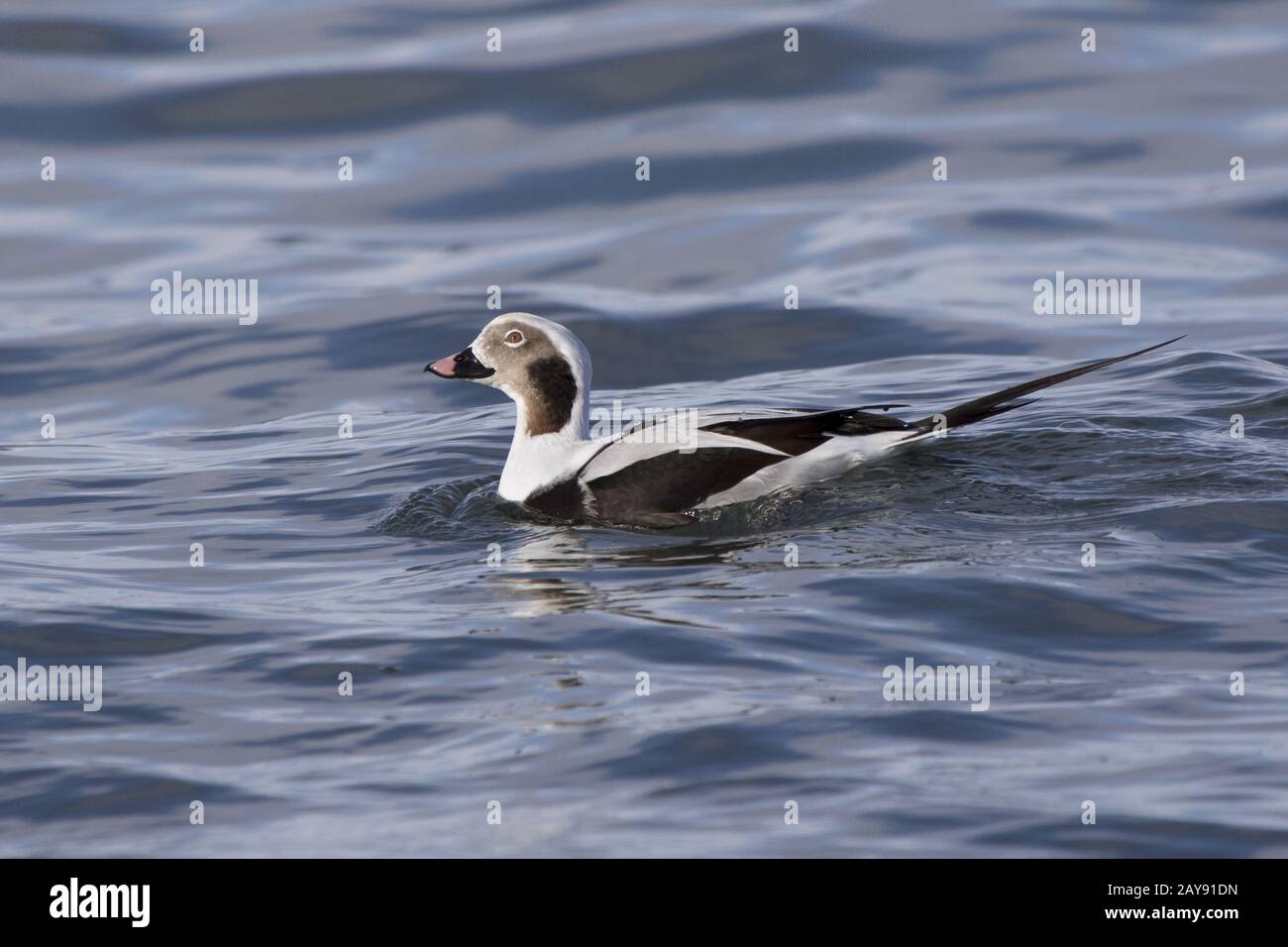Maschio lungo-tailed duck chi nuota sulle onde dell'oceano vicino alla riva Foto Stock
