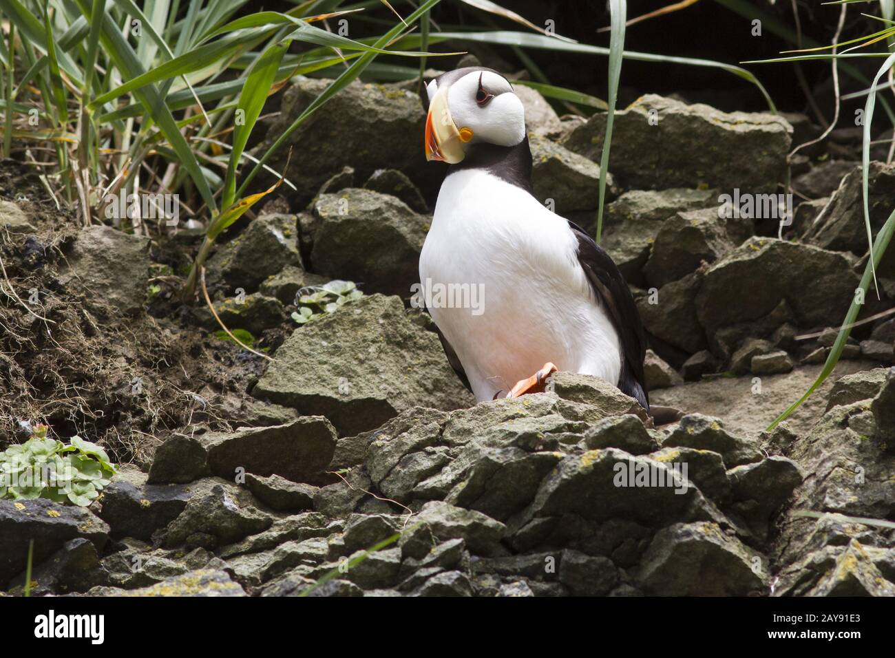 Cornuto puffin seduto su una sporgenza di roccia sul fianco di una scogliera costiera Foto Stock