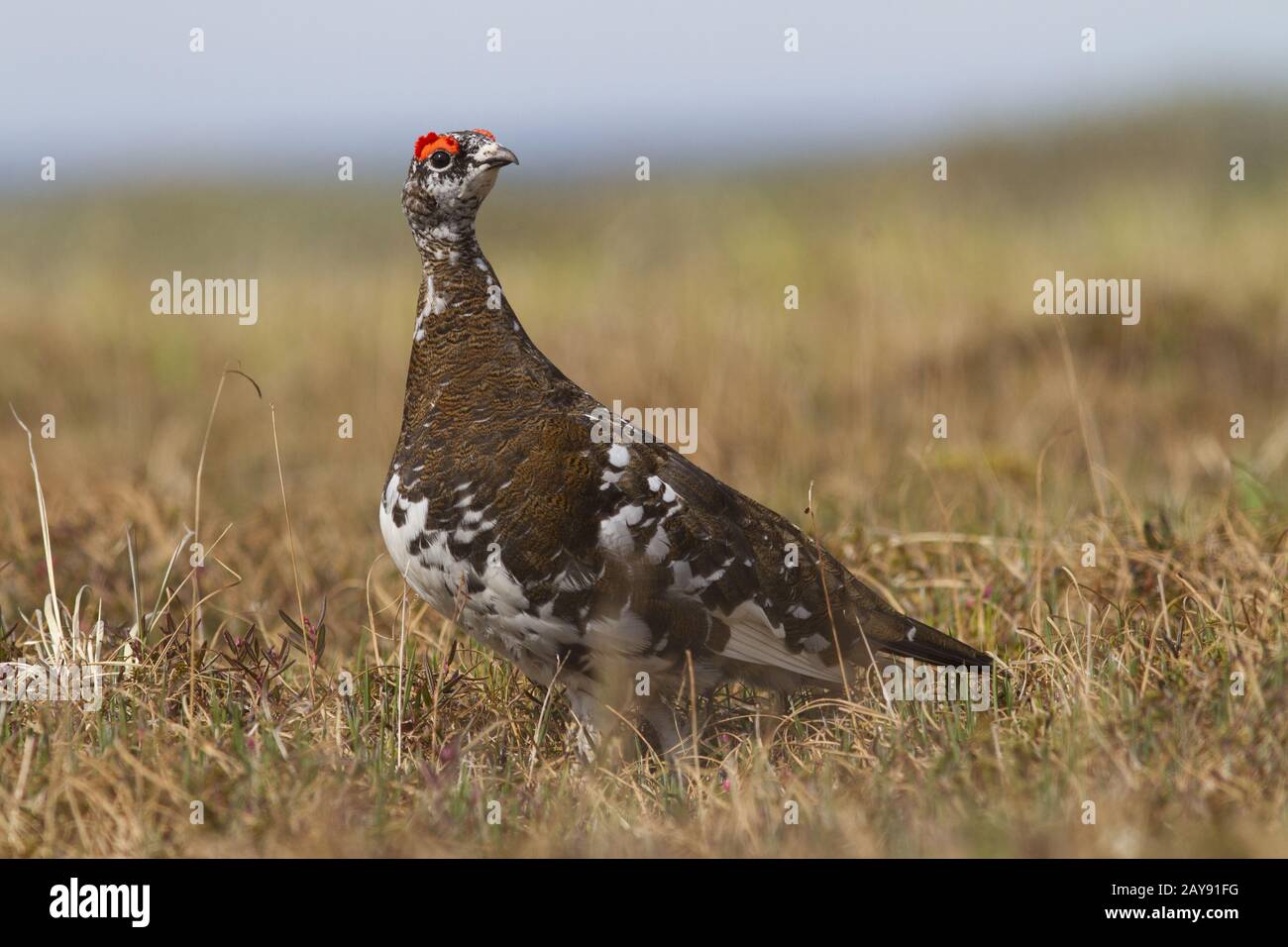 Il maschio di pernice bianca in piedi nella pianura alluvionale del fiume rivolto la sua testa nel pomeriggio di estate Foto Stock