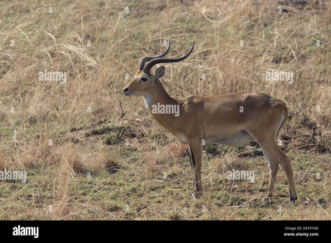 WATERBUCK maschio che si erge in mezzo all'erba secca nella savana durante la stagione secca Foto Stock
