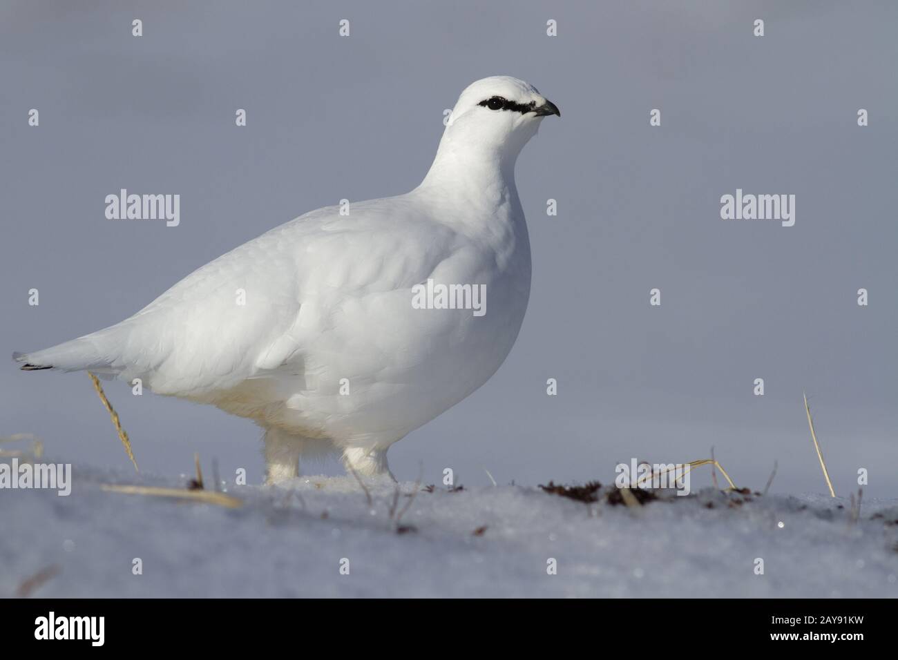 Un maschio di pernice bianca in abito invernale in piedi in una tundra innevate in una giornata di sole Foto Stock