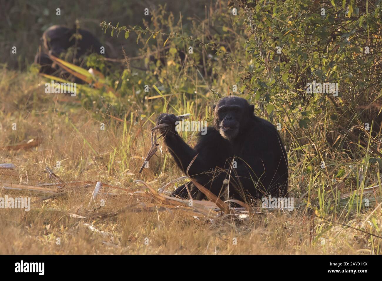 Maschio di scimpanzé comune seduta sul bordo di un bosco vicino a una canna da zucchero campo Foto Stock