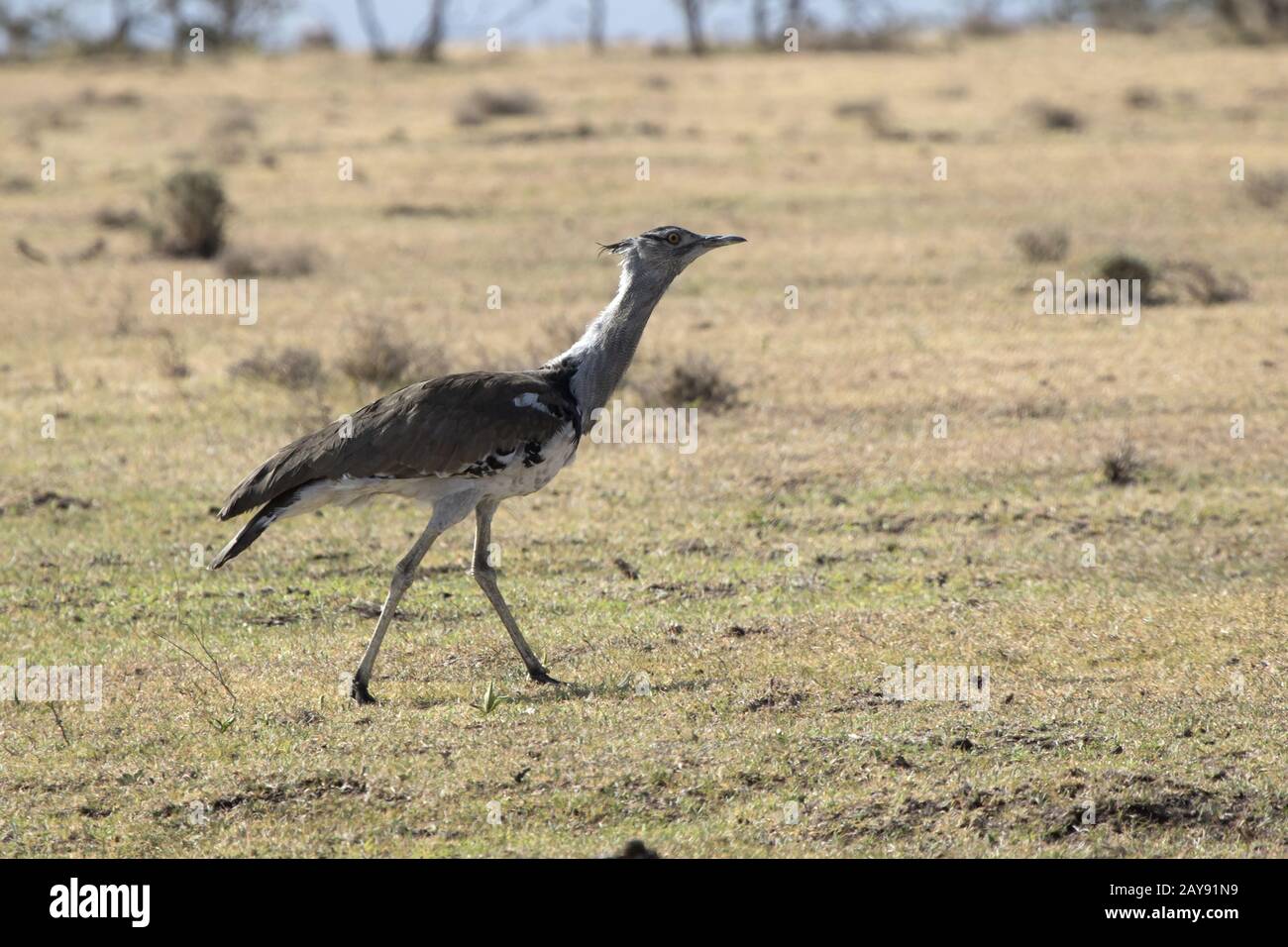 Kori bustard che cammina attraverso la savana secca in un giorno caldo durante la stagione secca Foto Stock