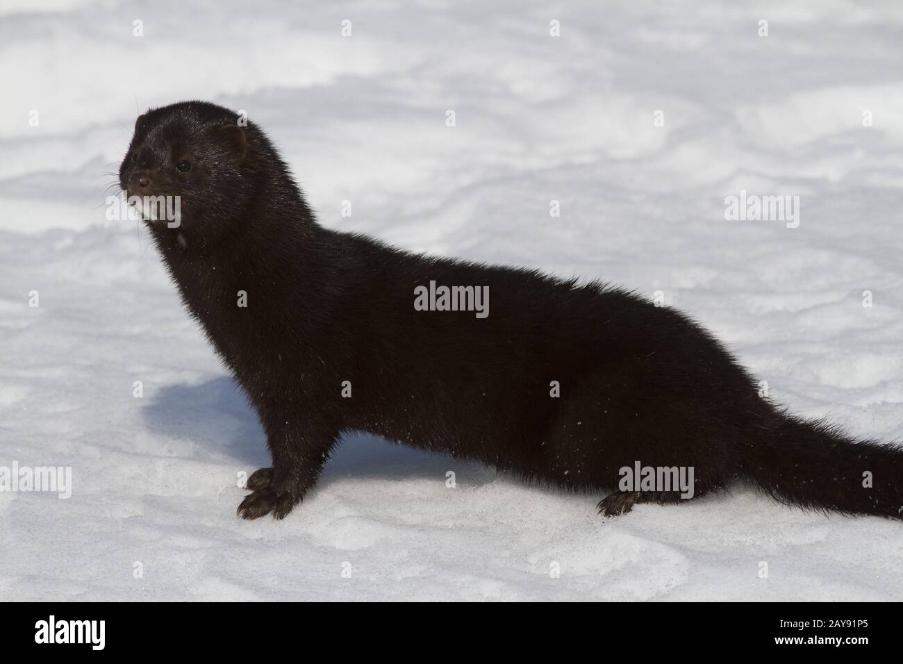American mink in piedi nella neve nei pressi di un piccolo fiume in inverno Foto Stock