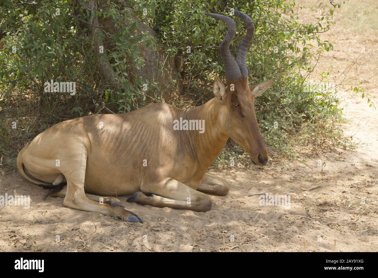 Maschio Hartebeestl Lelwel che giace all'ombra di una bussola sul bordo di una foresta nella savana africana Foto Stock