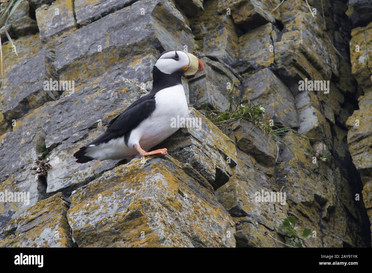 Cornuto puffin che si siede su una roccia sporgente sul pendio della roccia Foto Stock