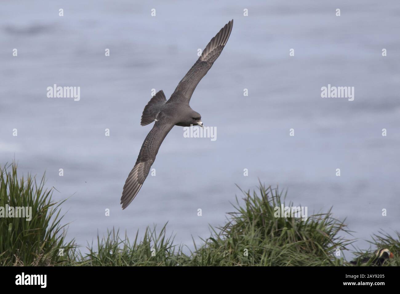 Northern fulmar dark morph che vola su un pendio erboso Foto Stock