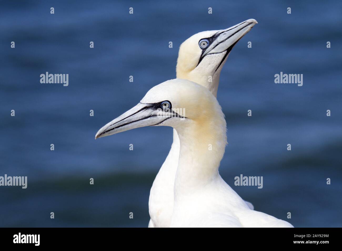 Northern Gannet, Helgoland, Schleswig-Holstein, Germania Foto Stock