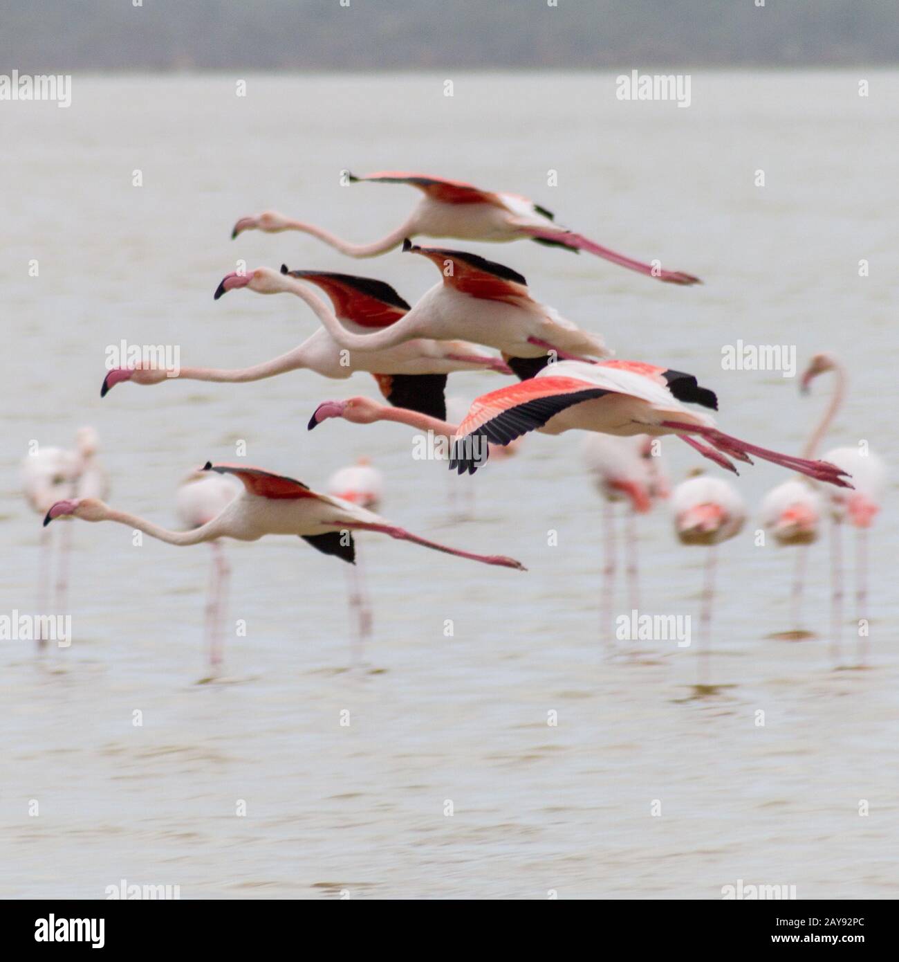 Volo di fenicotteri sul lago salato di Larnaca a Cipro Foto Stock