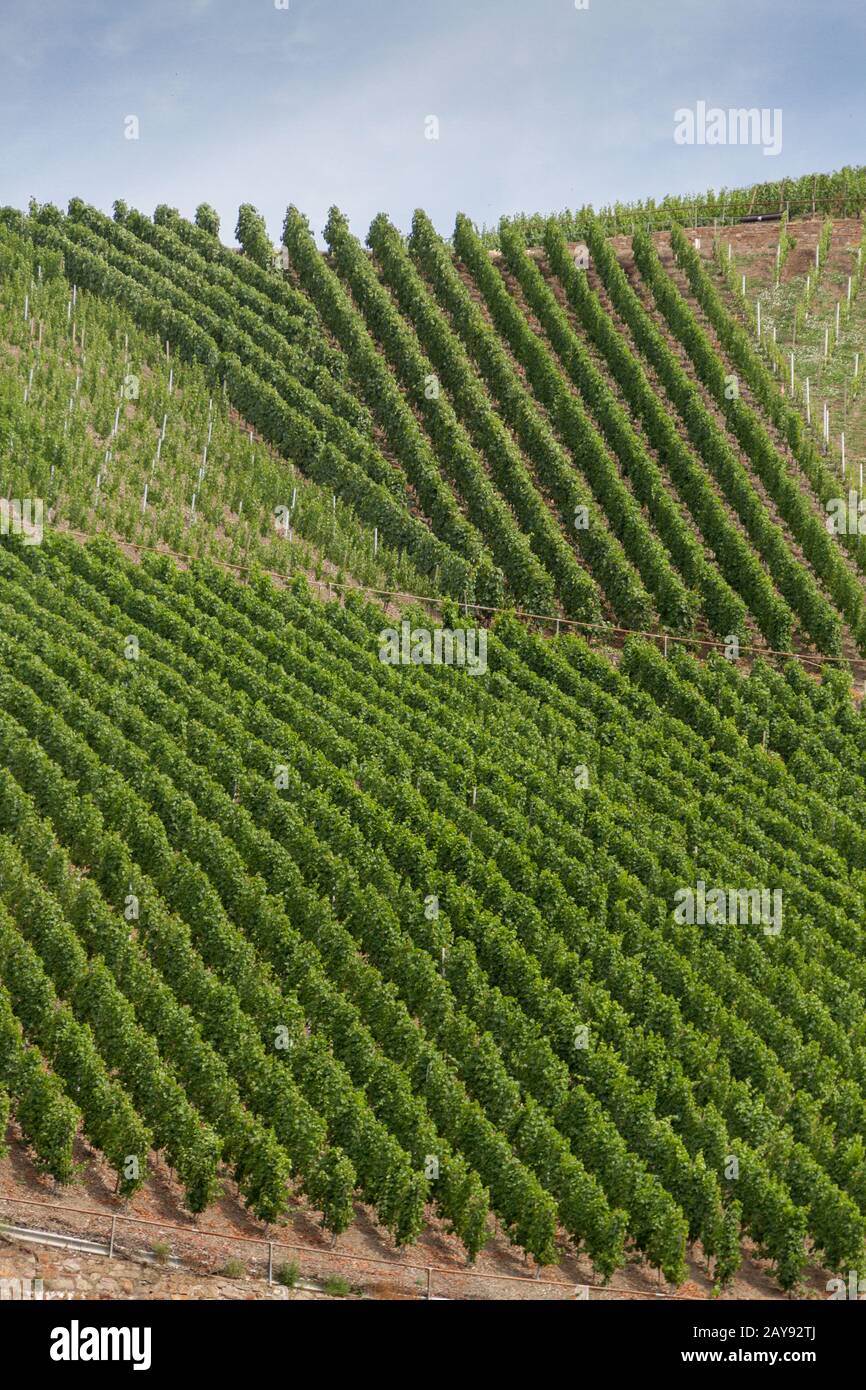 Vigneti sulle pendici del Bopparder Hamm sulla valle del Reno, Germania Foto Stock