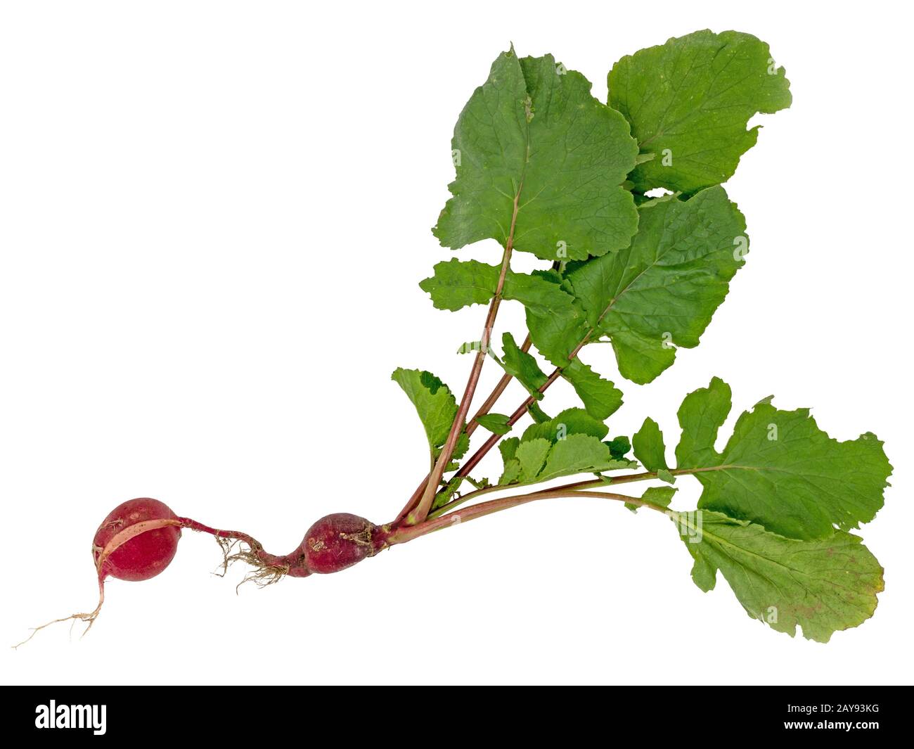 Il ravanello con doppio tuberi, radici e foglie verdi isolati su bianco Foto Stock