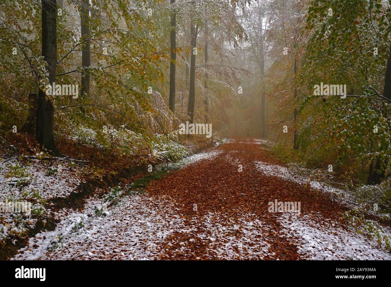 L'inizio dell'inverno nel mese di ottobre, alpi svevi, Germania Foto Stock