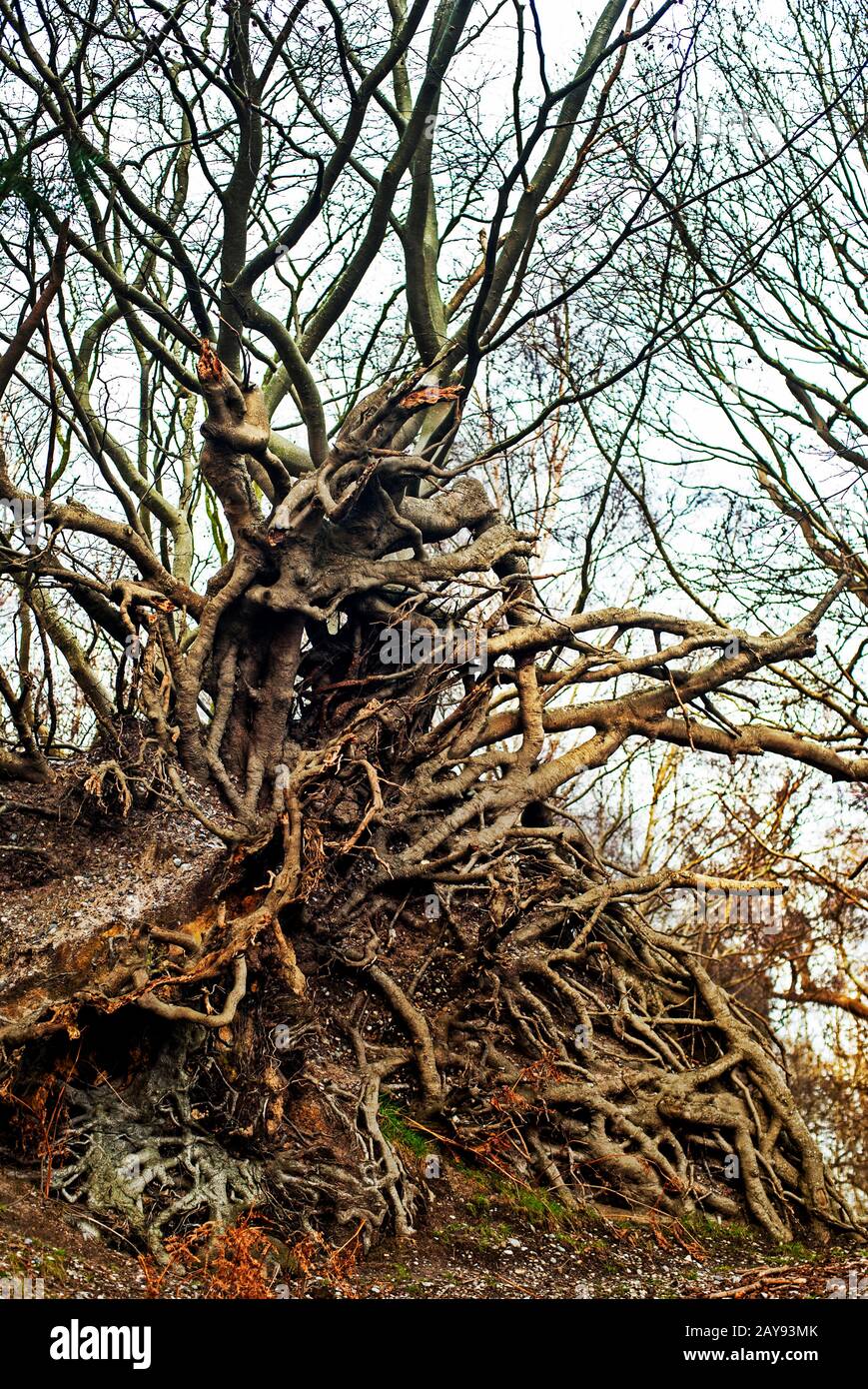 Radici Di Albero Sradicate Foto Stock
