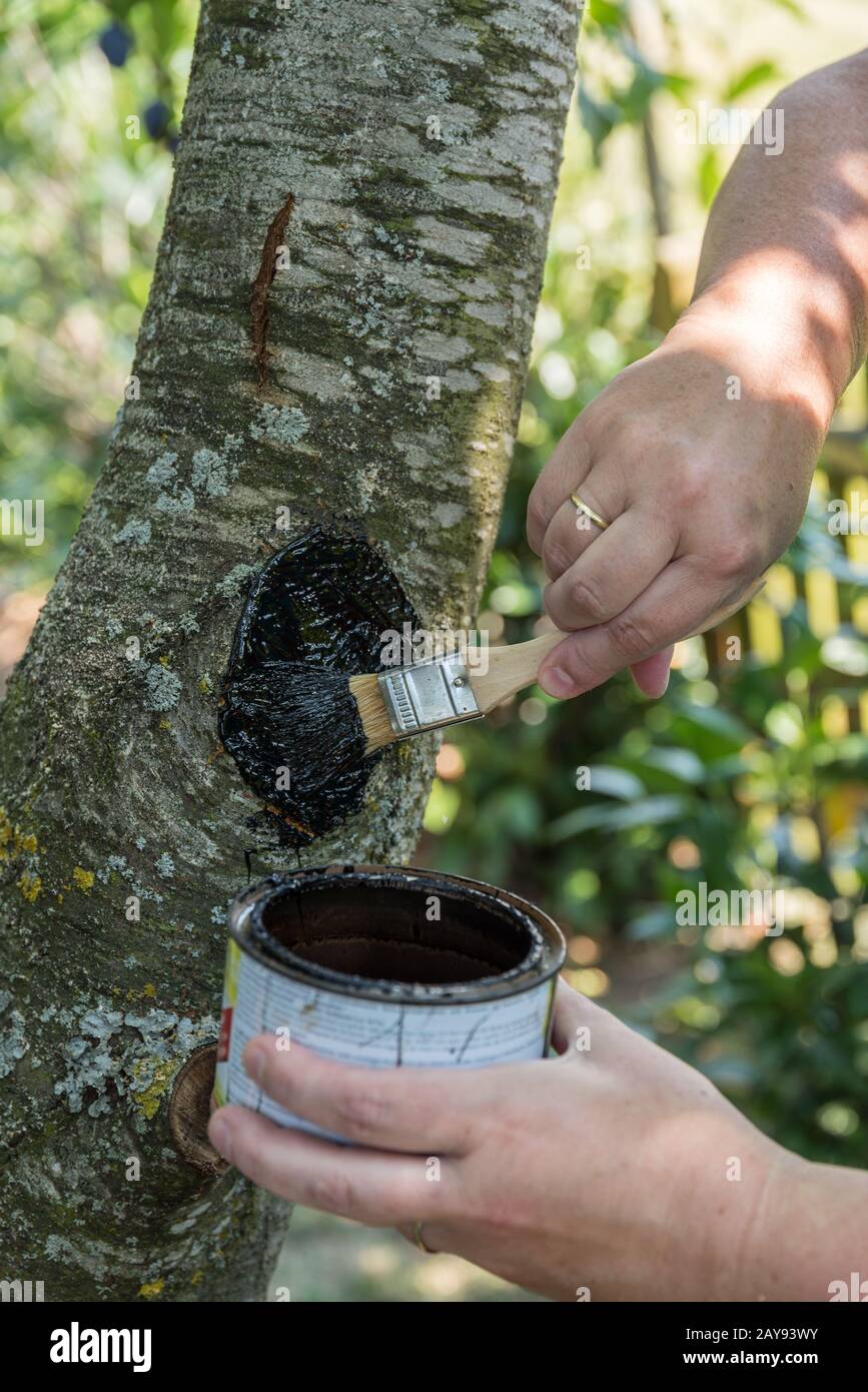 Pennelli persona tagliare la superficie di un albero di frutta con catrame di legno - primo piano Foto Stock