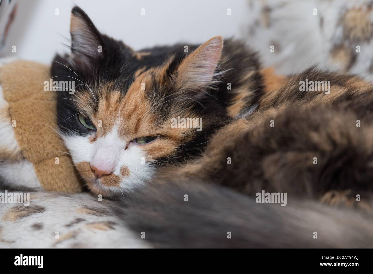 Gatto tricolore sul suo posto preferito - ritratto gatto domestico Foto Stock