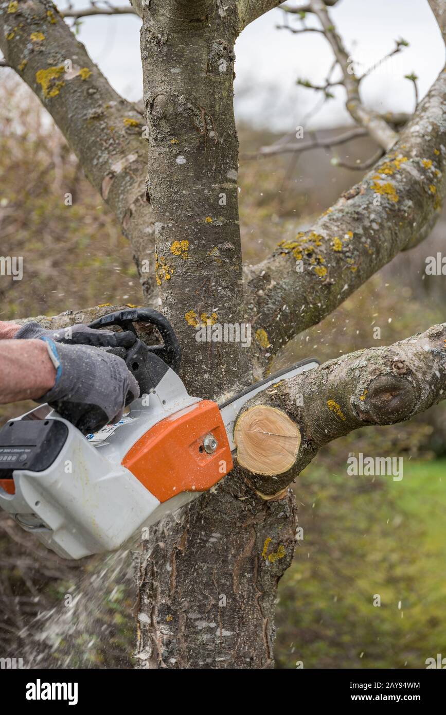 Giardiniere taglia fuori con albero di frutta di motosega - primo piano Foto Stock