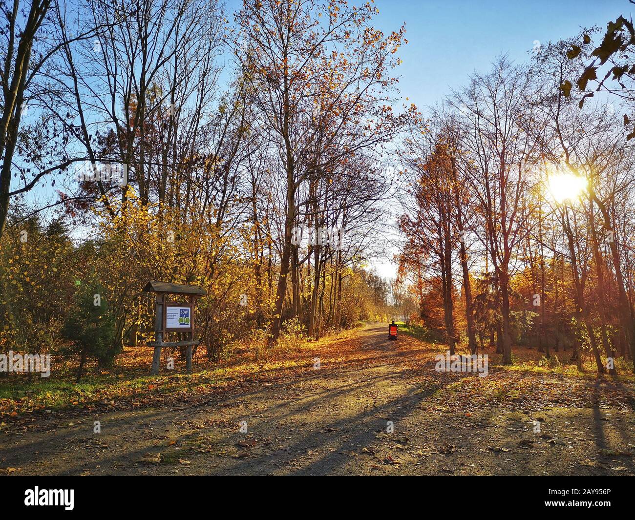 Utente di sedia a rotelle solitario su una strada forestale Foto Stock