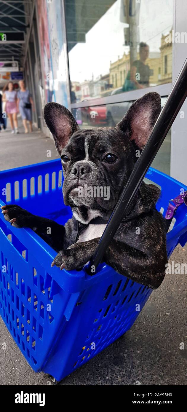 Carino corrida francese nel cestino dello shopping sulla strada della città di Melbourne, Australia Foto Stock