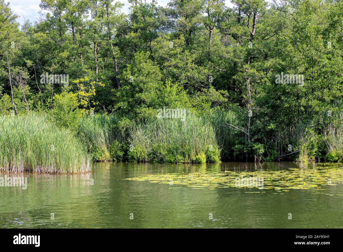 Boscosa costa verde di un lago con gigli d'acqua e canne Foto Stock