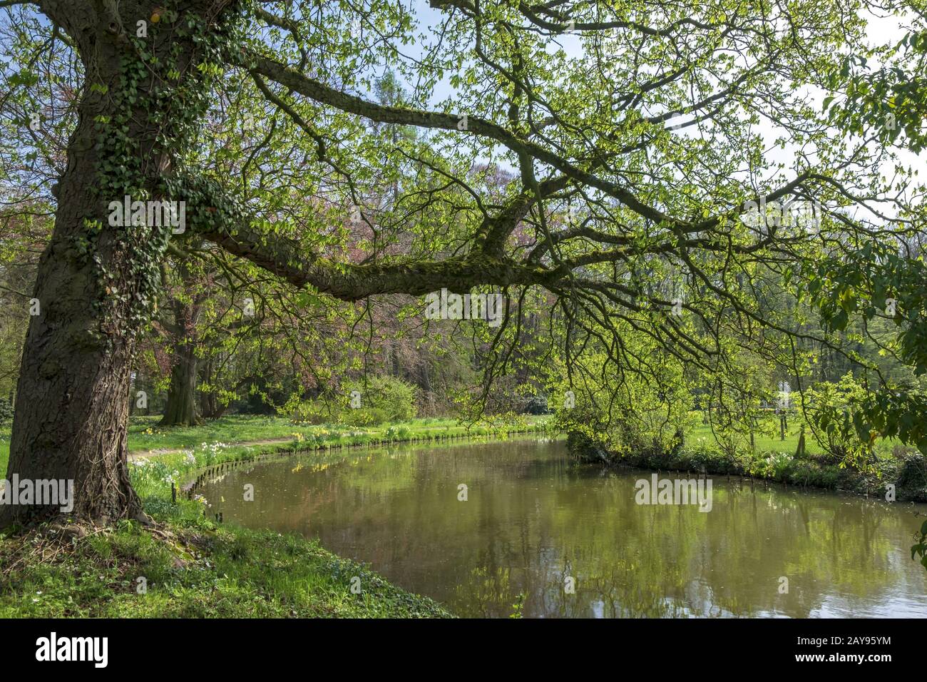 Il vecchio albero di castagno Foto Stock