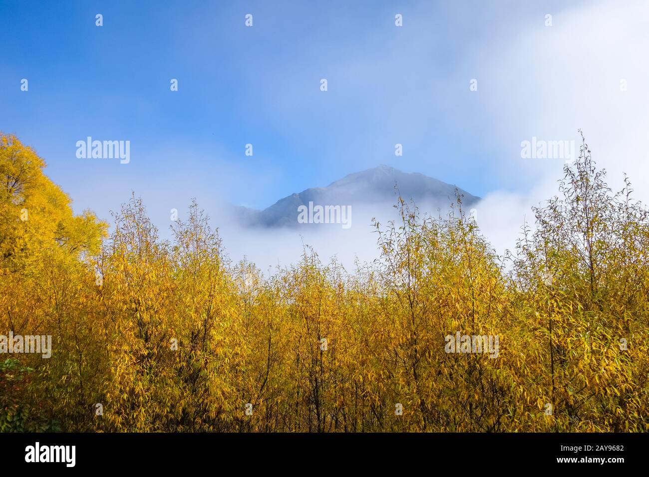 Foresta di giallo in Nuova Zelanda le montagne Foto Stock