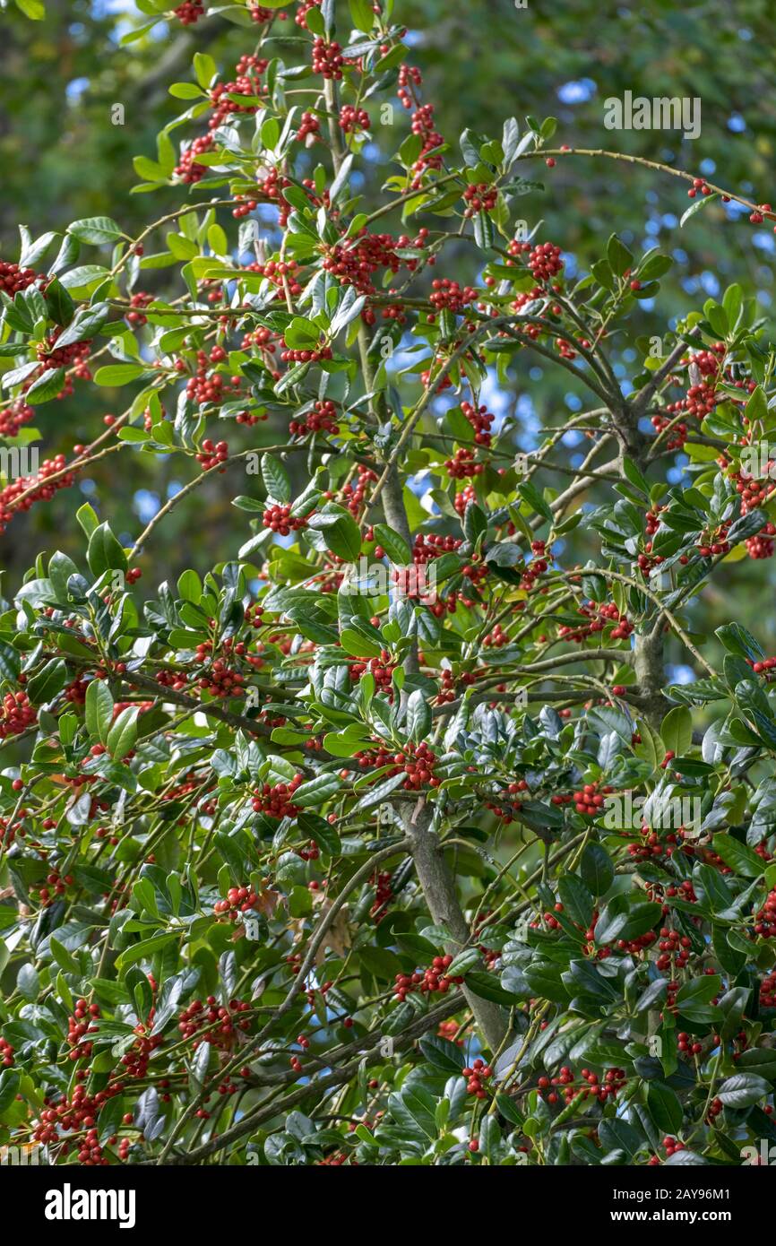 Holly (Ilex aquifolium), con frutti rossi Foto Stock