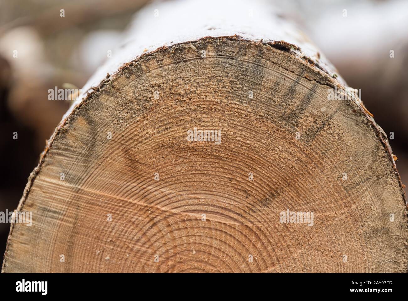 Closeup di superficie tagliata di una conifera di recut con anelli annuali Foto Stock