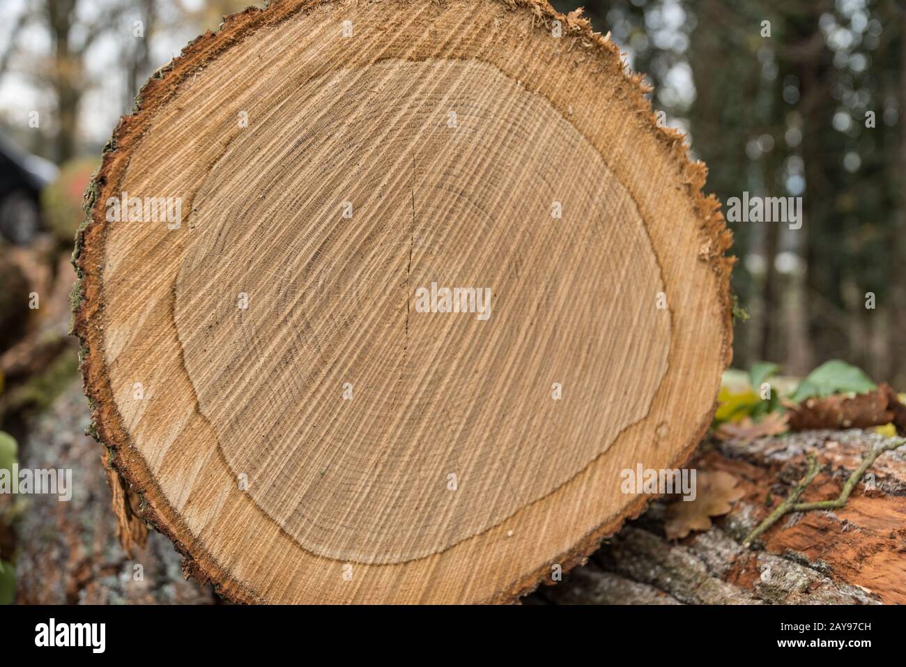 Taglia la superficie di un albero di foresta in felo - primo piano di anelli annuali Foto Stock