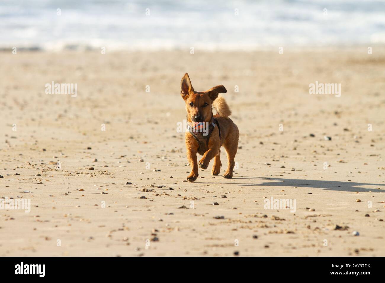 Piccolo cane in esecuzione e giocando sulla spiaggia. Foto Stock
