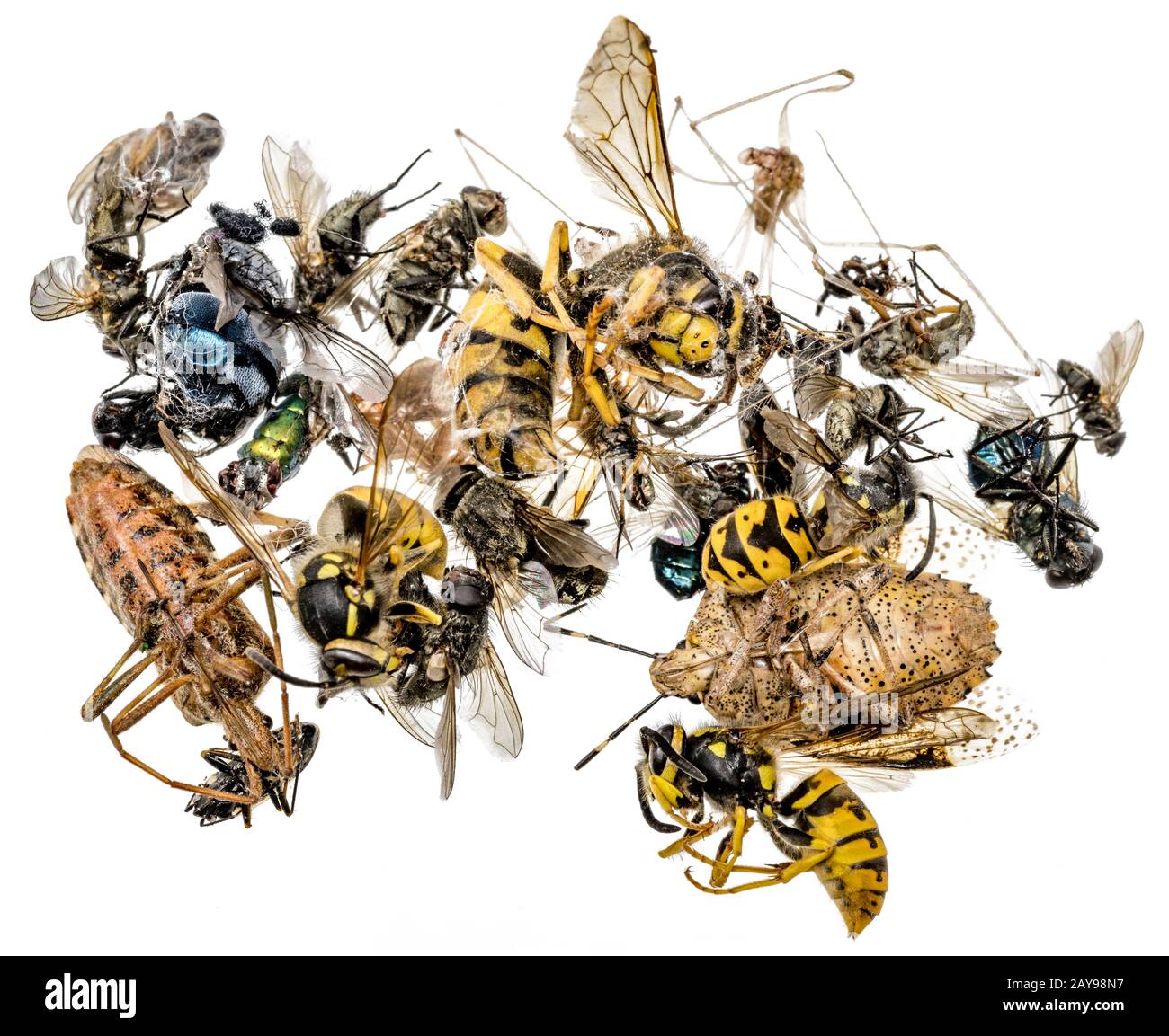 Molti diversi colorati insetti morti sono in una pila. Isolato su bianco Foto Stock