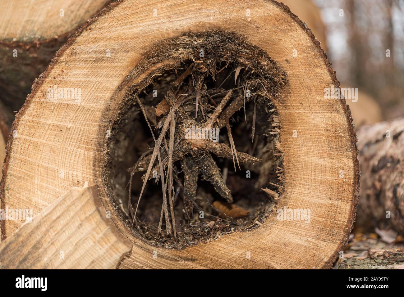 Albero con nucleo marcio e anelli annuali - primo piano Foto Stock
