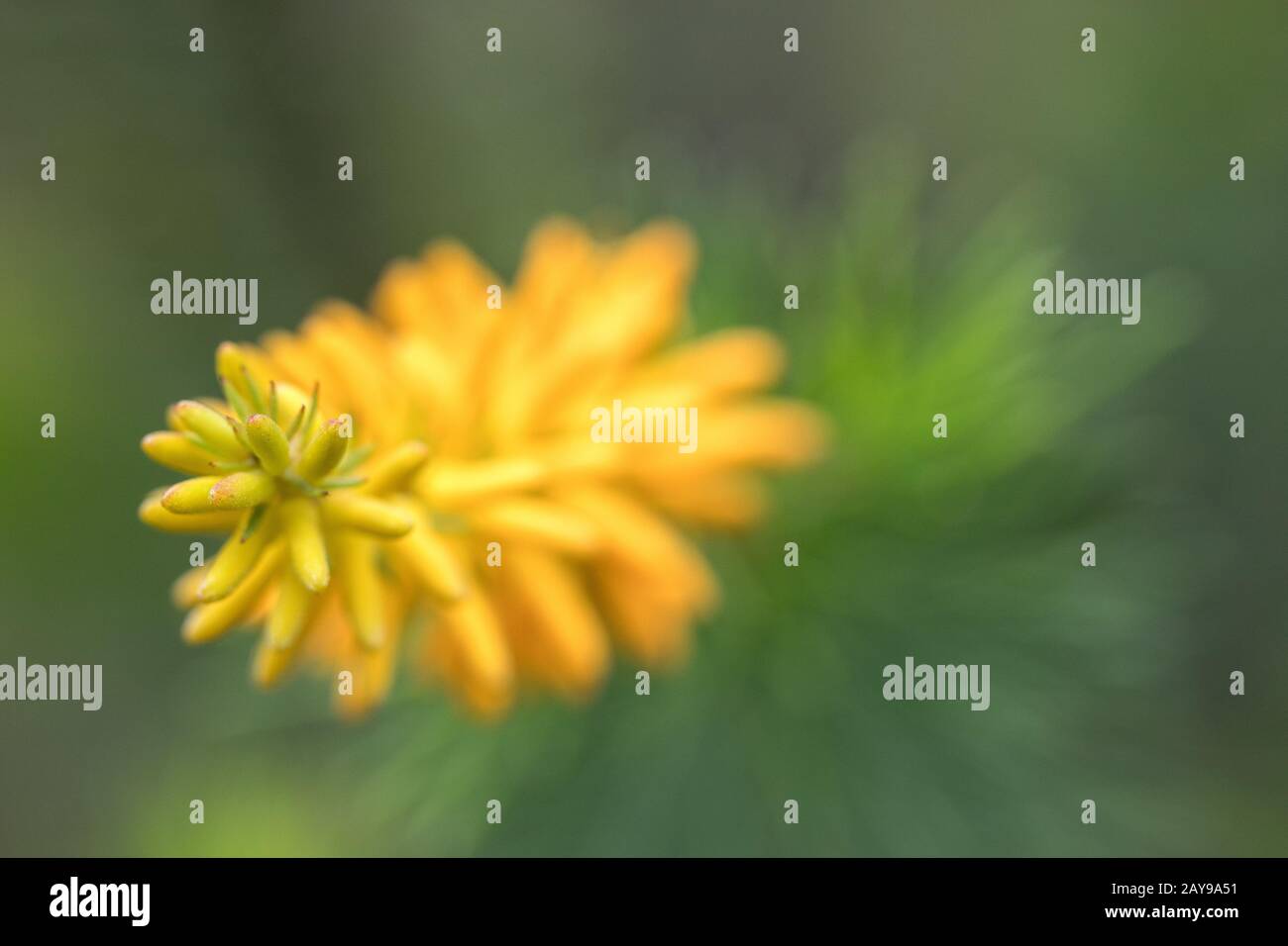 Pino-foglia Geebung Foto Stock