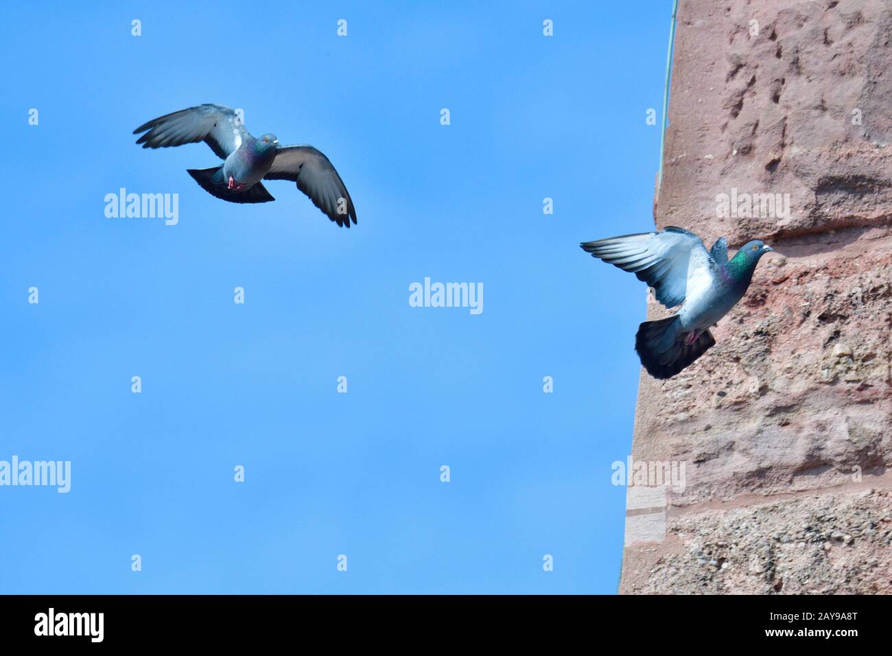 Piccione di roccia Foto Stock