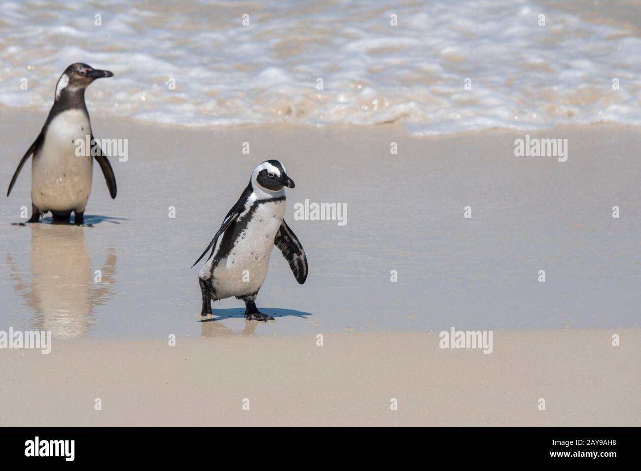 Pinguini africani (Spheniscus demersus) sulla spiaggia di Boulder Beach, Simons Town vicino a Città del Capo, Sud Africa. Foto Stock