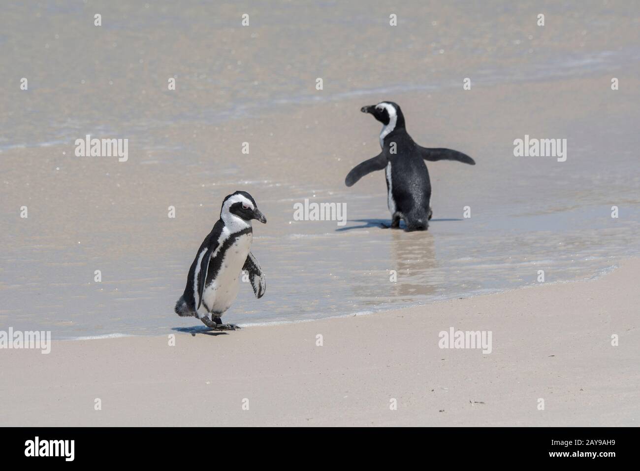 Pinguini africani (Spheniscus demersus) sulla spiaggia di Boulder Beach, Simons Town vicino a Città del Capo, Sud Africa. Foto Stock