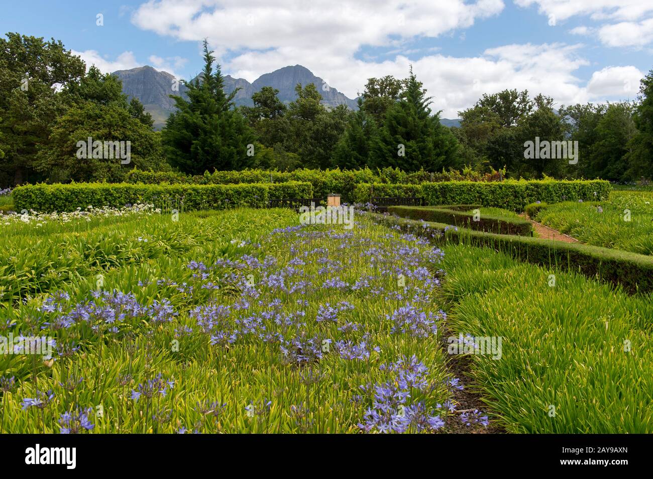 Il giardino di Vergelegen, una storica tenuta vinicola nel Somerset West, nella provincia occidentale del Capo del Sud Africa vicino a Città del Capo. Foto Stock