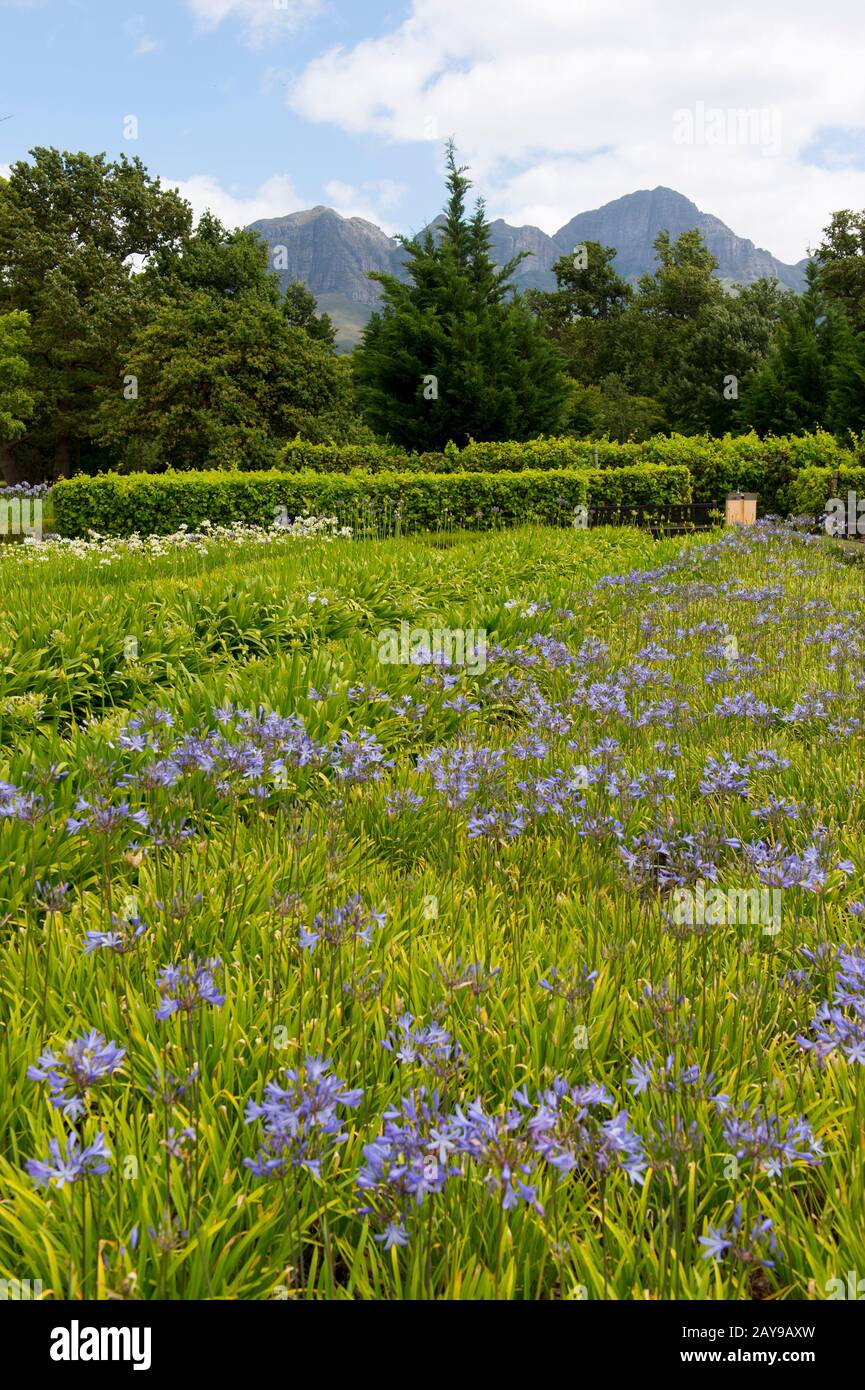 Il giardino di Vergelegen, una storica tenuta vinicola nel Somerset West, nella provincia occidentale del Capo del Sud Africa vicino a Città del Capo. Foto Stock