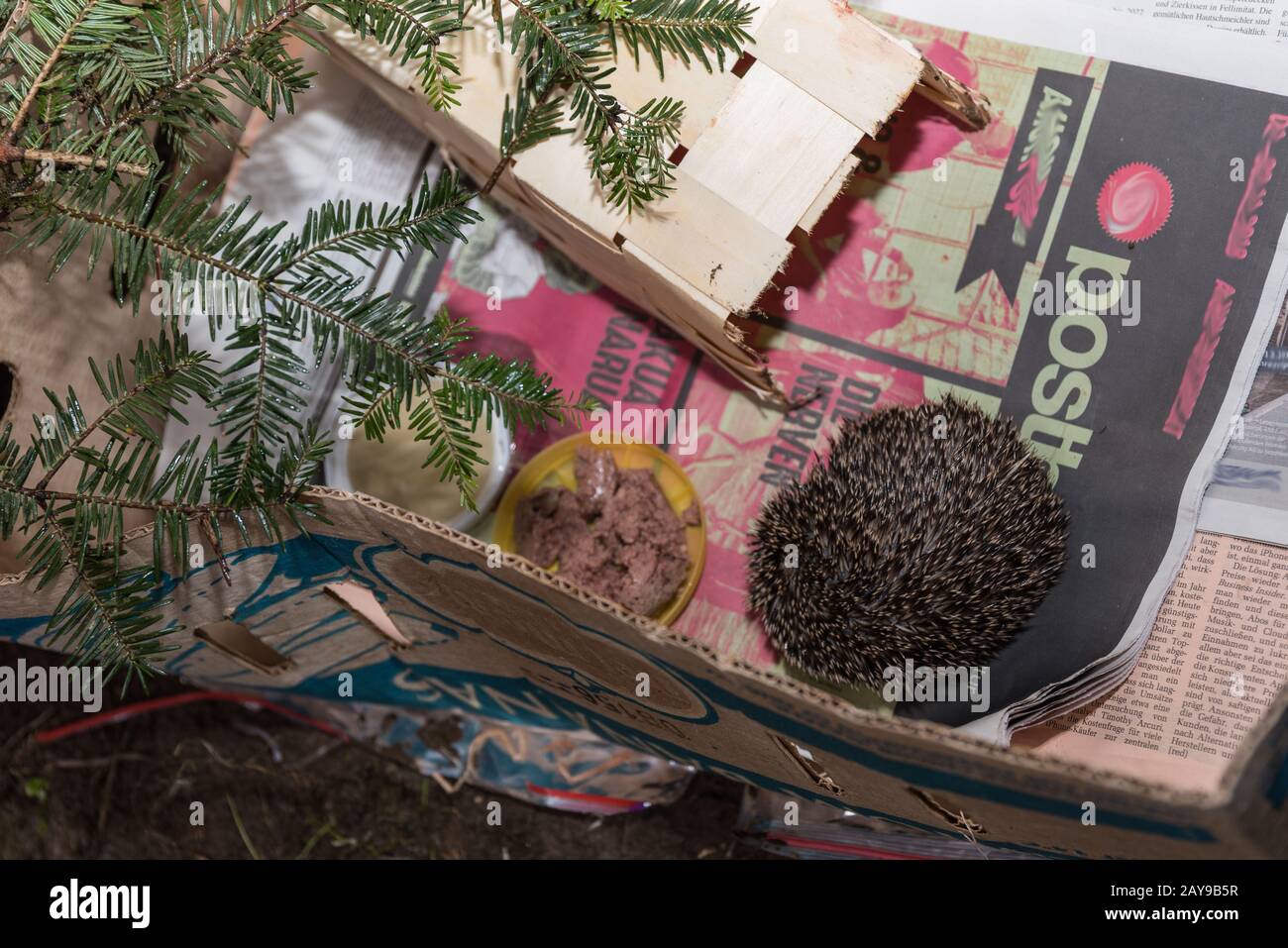i piccoli hedgehogs non possono sopravvivere inverno senza pancetta invernale Foto Stock