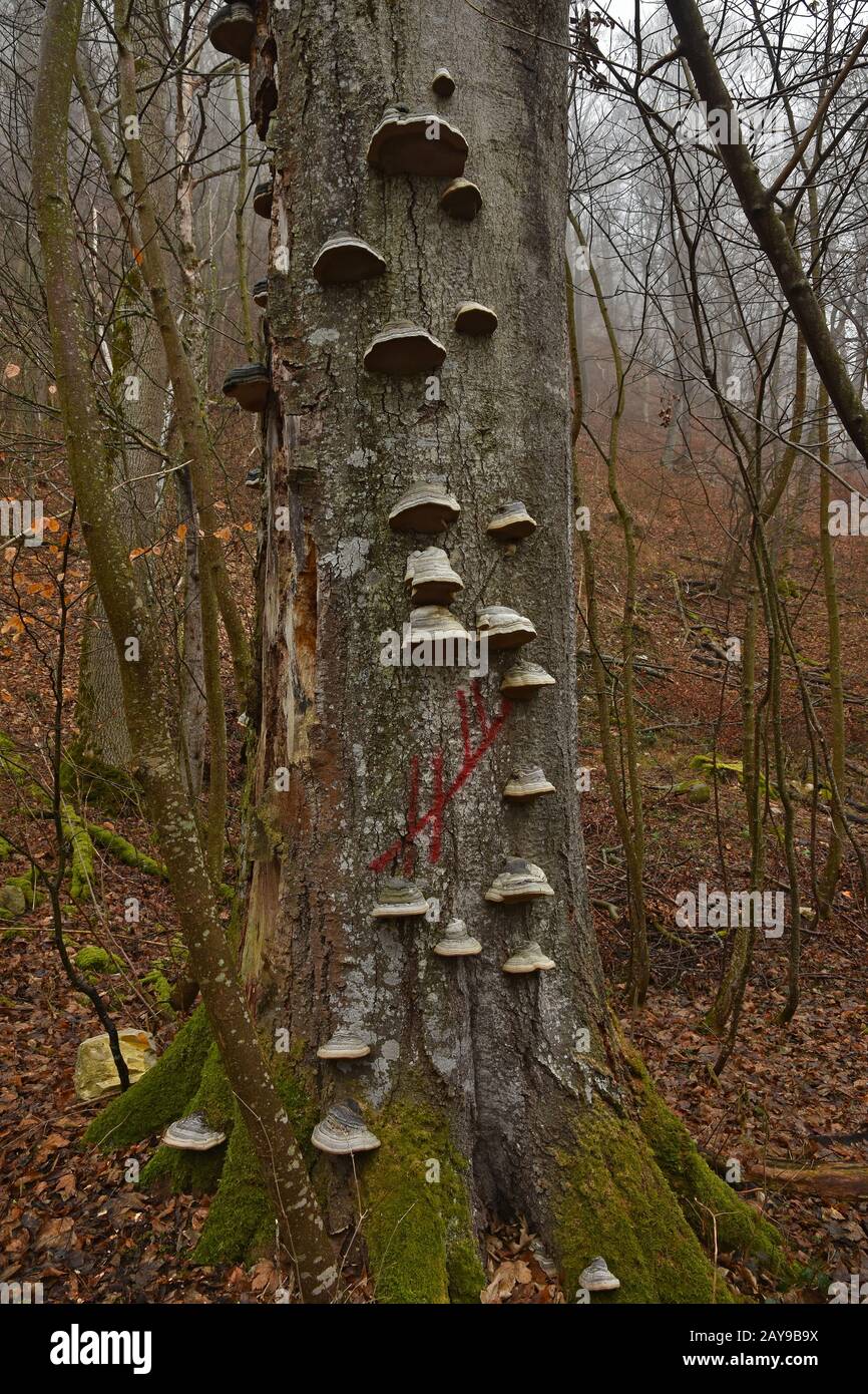 fungo di cavallo, fungo di tinta, Foto Stock