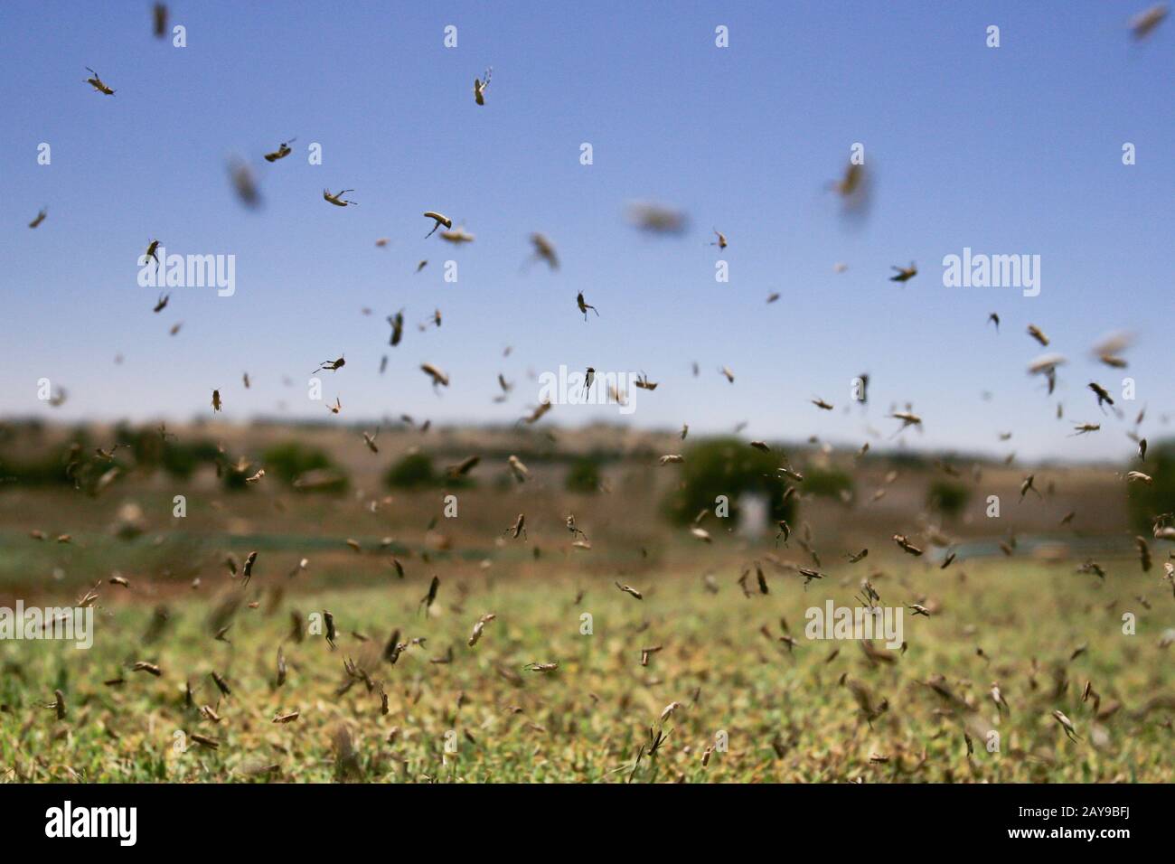 Peste locusta nell'entroterra australiano Foto Stock