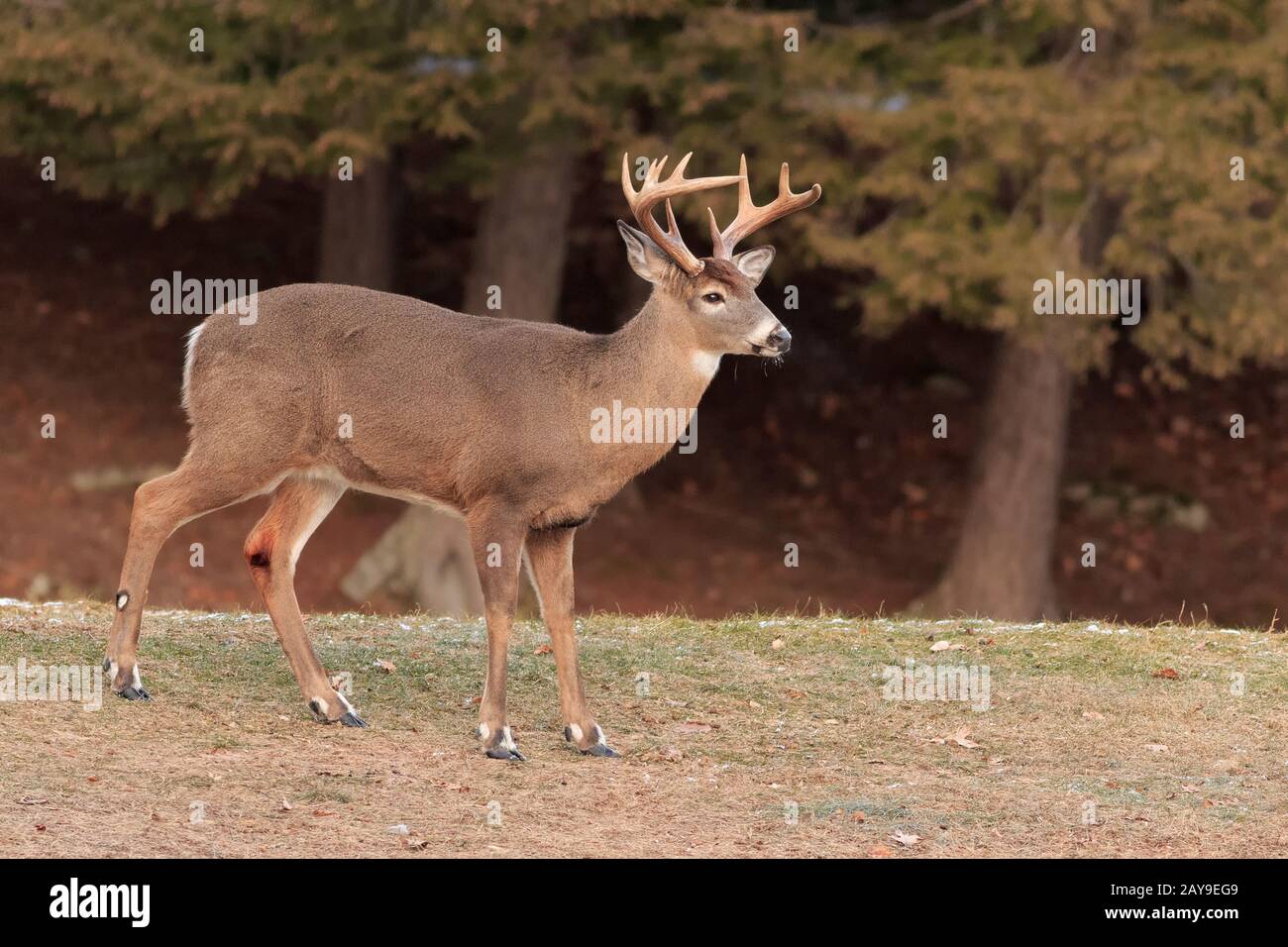 Un buck dalla coda bianca medita la sua prossima mossa. Foto Stock