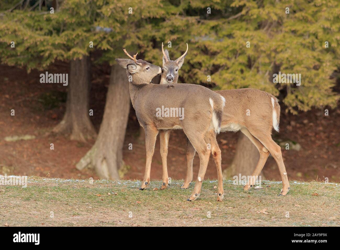 Un certo amore fraterno fra due bucks bianco-coda. Foto Stock